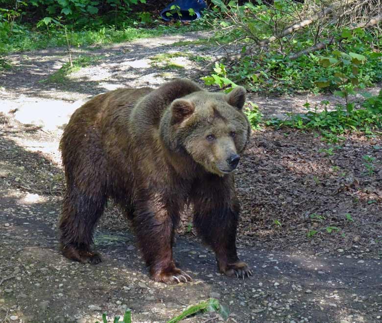 Braunbärin SIDDY am 6. Mai 2017 im Zoologischen Garten der Stadt Wuppertal