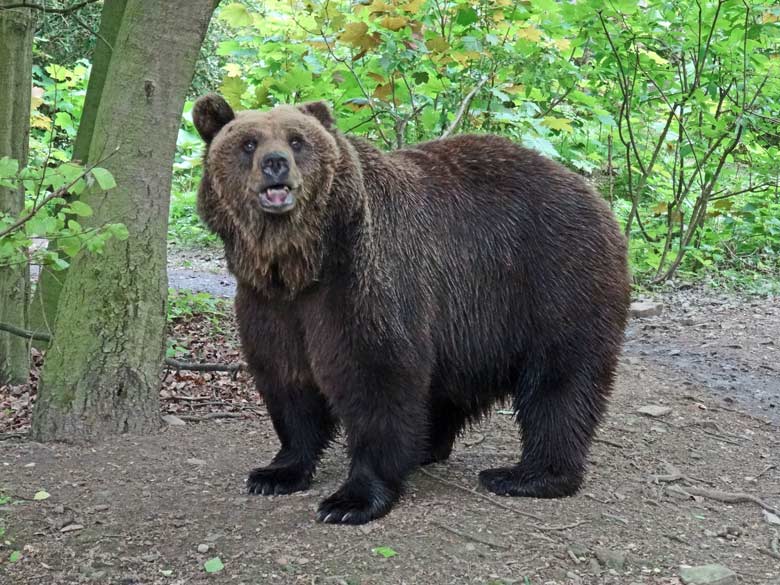 Braunbärin SIDDY am 6. Mai 2017 im Grünen Zoo Wuppertal