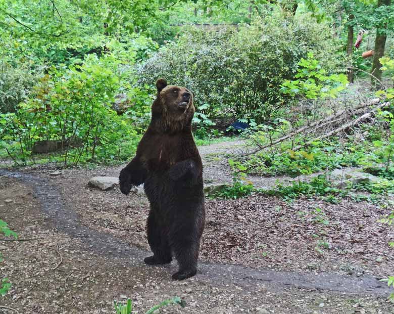 Braunbärin SIDDY am 6. Mai 2017 im Grünen Zoo Wuppertal