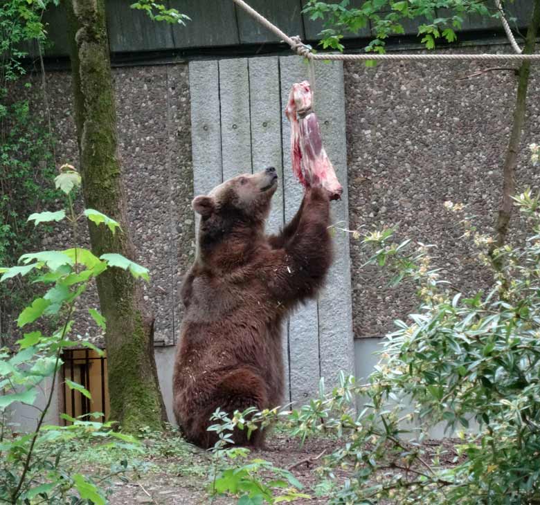 Braunbärin SIDDY am 6. Mai 2017 im Grünen Zoo Wuppertal