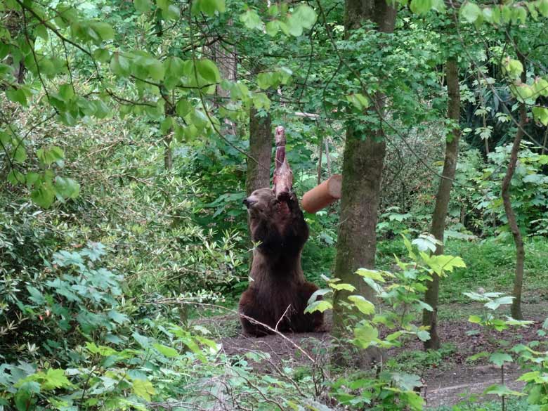 Braunbärin SIDDY am 6. Mai 2017 im Zoologischen Garten der Stadt Wuppertal