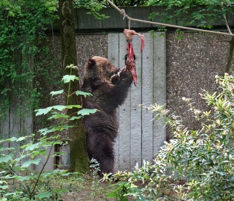 Braunbärin Brenda am 14. Mai 2017 im Grünen Zoo Wuppertal