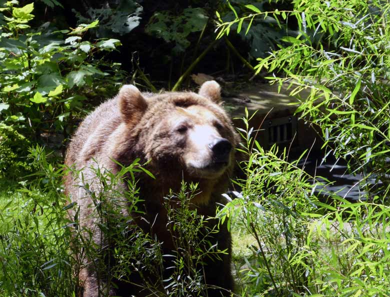 Braunbärin SIDDY am 27. Juli 2017 vormittags auf der Außenanlage für Braunbären im Zoologischen Garten der Stadt Wuppertal