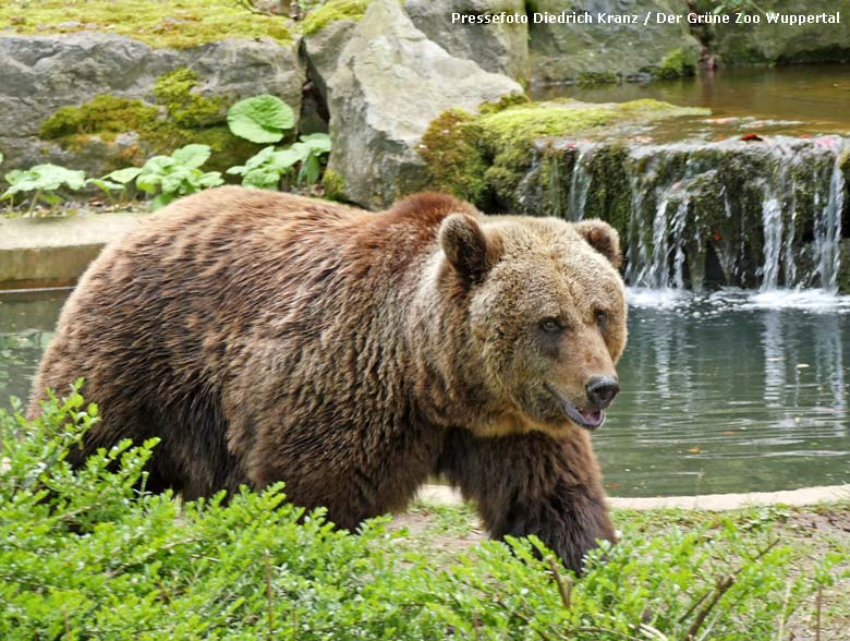 Braunbärin BRENDA am 8. April 2016 auf der Außenanlage im Grünen Zoo Wuppertal (Pressefoto Diedrich Kranz - Der Grüne Zoo Wuppertal)