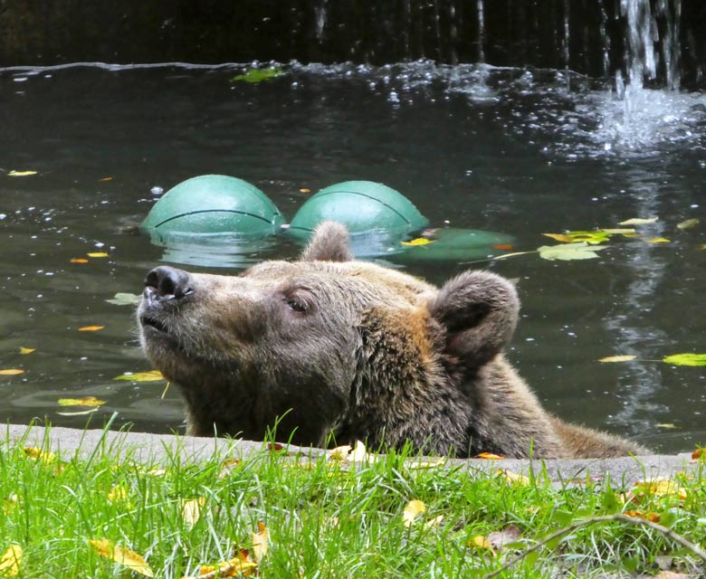 Braunbärin SIDDY am 28. September 2017 auf der Außenanlage im Zoologischen Garten der Stadt Wuppertal