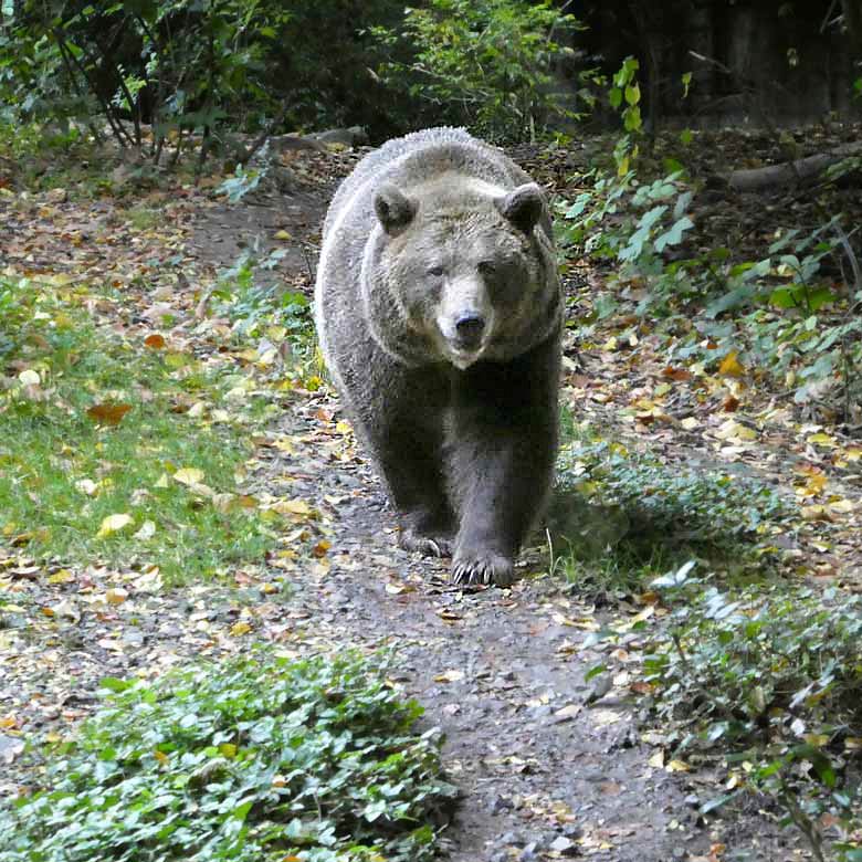 Braunbärin SIDDY am 1. Oktober 2017 auf der Außenanlage im Grünen Zoo Wuppertal