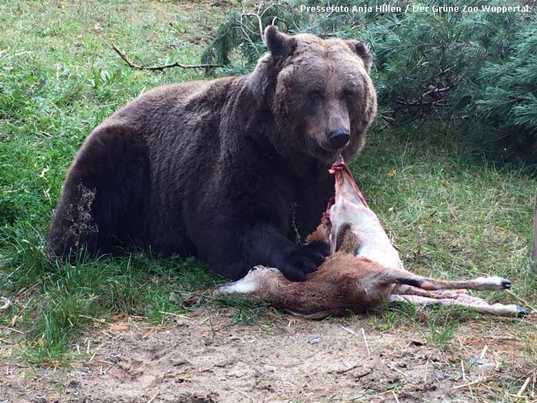 Frisches Damwild für Braunbärin BRENDA am 9. Oktober 2017 im Wildpark Johannismühle in Baruth im Land Brandenburg (Pressefoto Anja Hillen - Der Grüne Zoo Wuppertal)