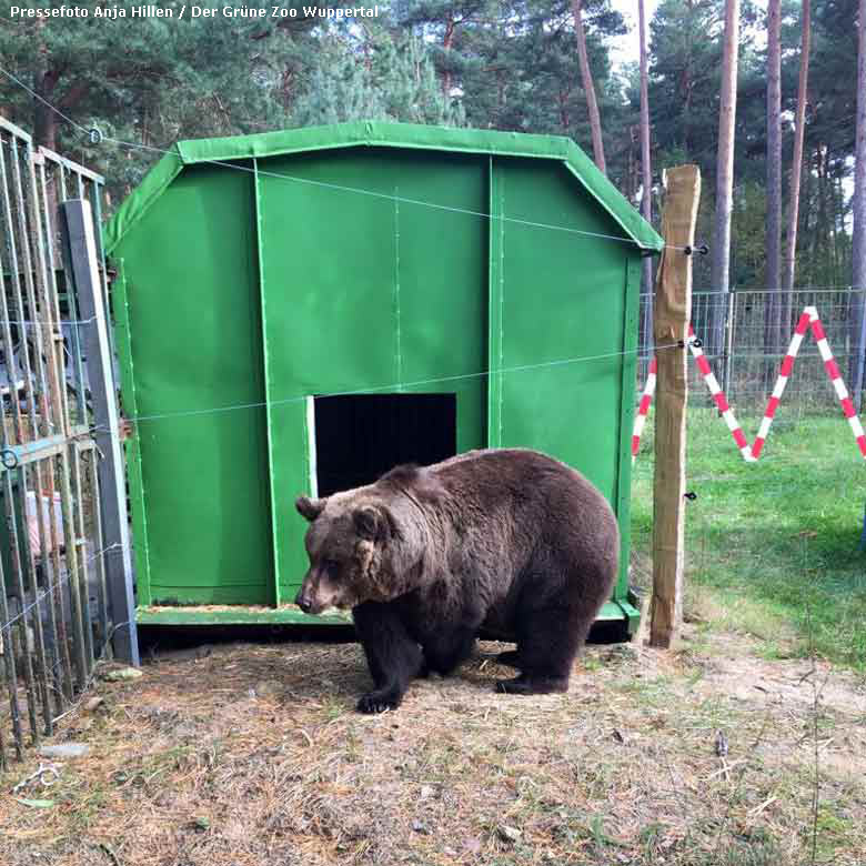 Braunbärin BRENDA am 9. Oktober 2017 im Wildpark Johannismühle (Pressefoto Anja Hillen - Der Grüne Zoo Wuppertal)