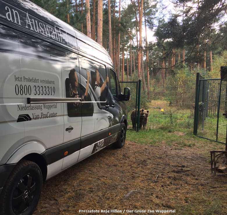 Umzug der Braunbärin BRENDA am 9. Oktober 2017 zum Wildpark Johannismühle (Pressefoto Anja Hillen - Der Grüne Zoo Wuppertal)