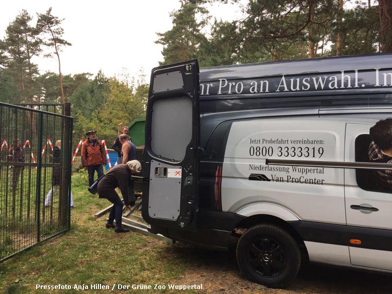 Umzug der Braunbärin BRENDA am 9. Oktober 2017 vom Grünen Zoo Wuppertal zum Wildpark Johannismühle in Baruth im Land Brandenburg (Pressefoto Anja Hillen - Der Grüne Zoo Wuppertal)