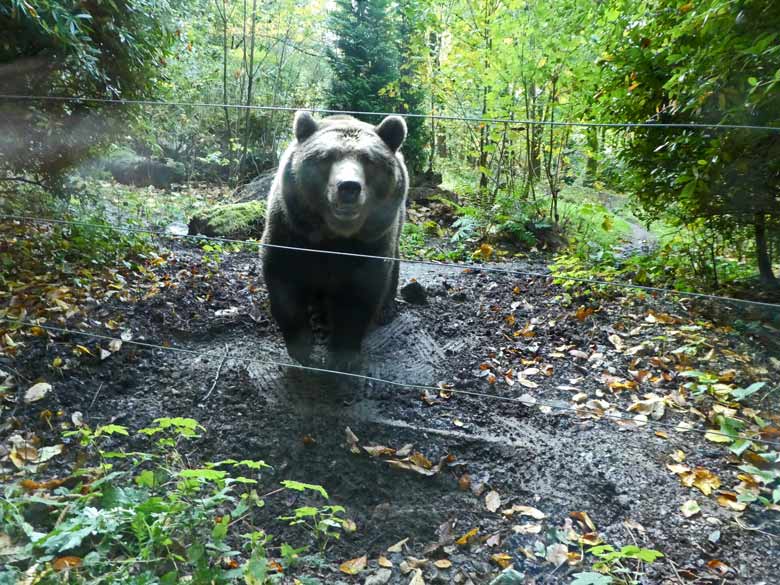 Braunbärin SIDDY am 21. Oktober 2017 auf der Außenanlage für Braunbären im Wuppertaler Zoo