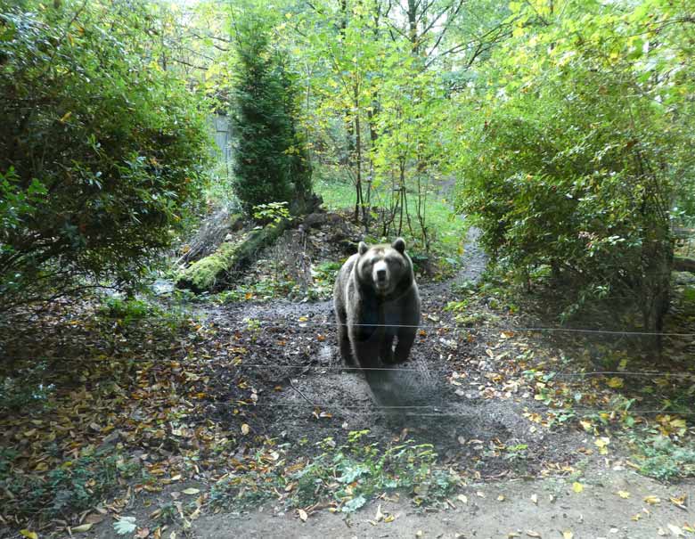 Braunbärin SIDDY am 21. Oktober 2017 auf der Außenanlage für Braunbären im Zoologischen Garten der Stadt Wuppertal