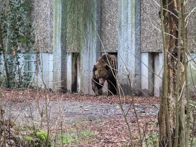 Braunbärin SIDDY am 6. Januar 2018 auf der Außenanlage im Zoo Wuppertal