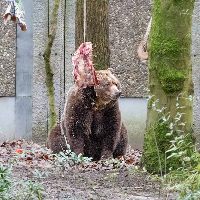 Braunbärin SIDDY am 6. Januar 2018 auf der Außenanlage im Grünen Zoo Wuppertal