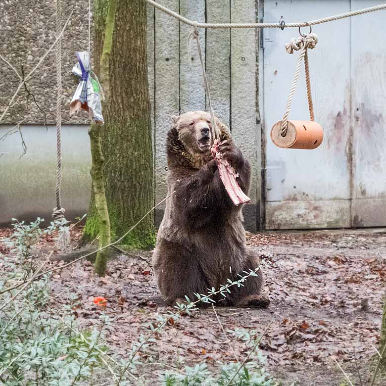 Braunbärin SIDDY am 6. Januar 2018 auf der Außenanlage im Wuppertaler Zo