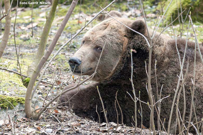 Braunbärin SIDDY am 24. März 2018 auf der Außenanlage im Zoologischen Garten Wuppertal (Foto Gerrit Nitsch)