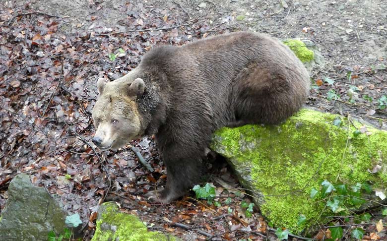 Braunbärin SIDDY am 1. April 2018 auf der Außenanlage im Wuppertaler Zoo