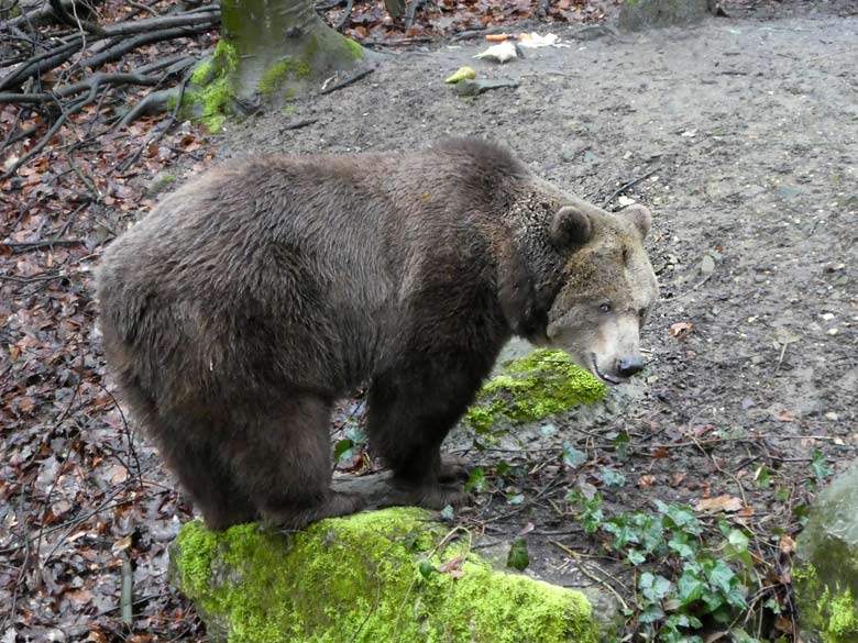 Braunbärin SIDDY am 1. April 2018 auf der Außenanlage im Zoologischen Garten Wuppertal