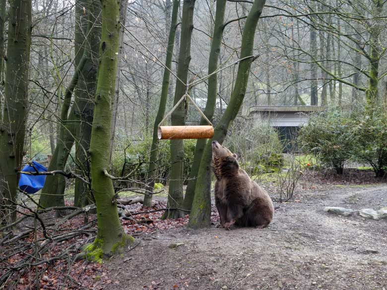 Braunbärin SIDDY am 2. April 2018 auf der Außenanlage im Wuppertaler Zoo