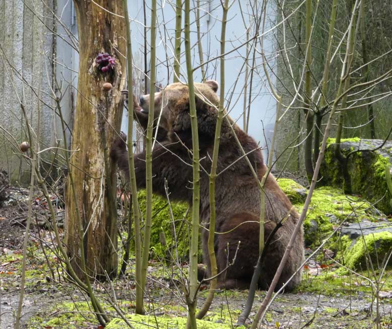 Braunbärin SIDDY am 2. April 2018 auf der Außenanlage im Grünen Zoo Wuppertal