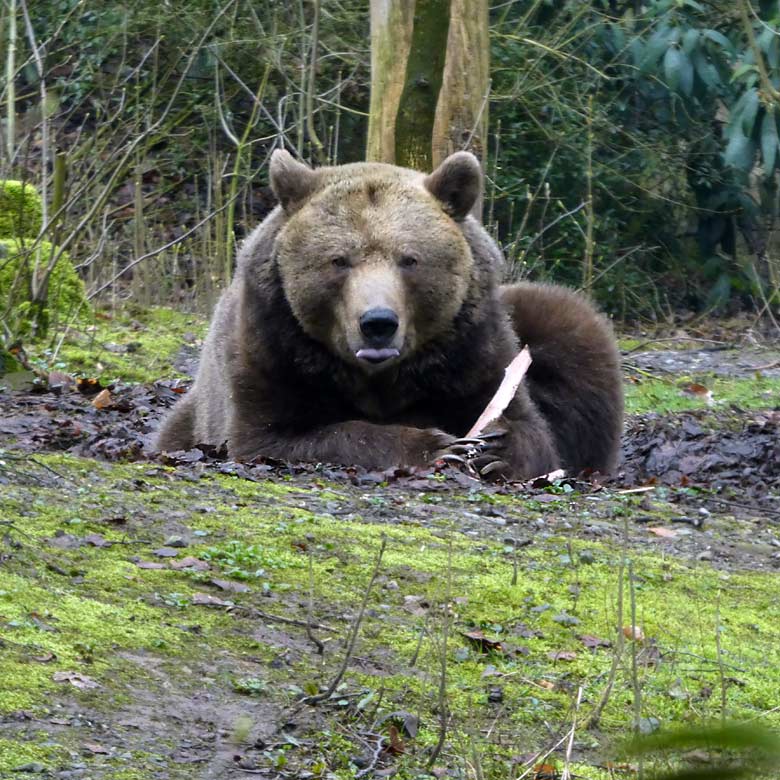 Braunbärin SIDDY am 2. April 2018 auf der Außenanlage im Wuppertaler Zoo