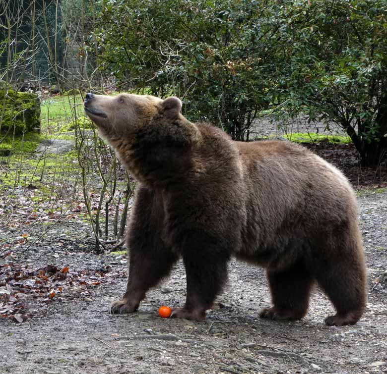 Braunbärin SIDDY am 2. April 2018 auf der Außenanlage im Zoo Wuppertal