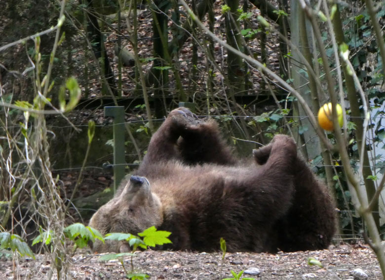 Braunbärin SIDDY am 13. April 2018 auf der Außenanlage im Grünen Zoo Wuppertal