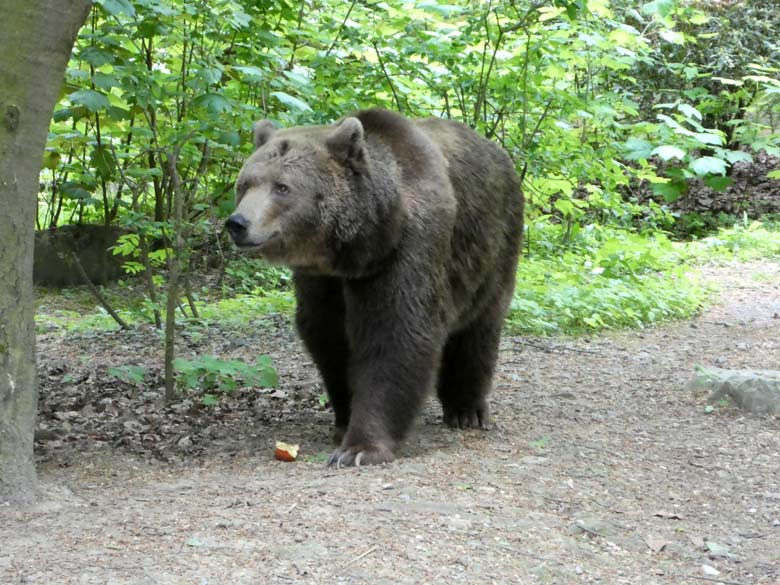 Braunbärin SIDDY am 28. April 2018 auf der Außenanlage im Grünen Zoo Wuppertal