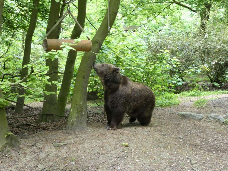 Braunbärin SIDDY am 28. April 2018 auf der Außenanlage im Zoologischen Garten Wuppertal