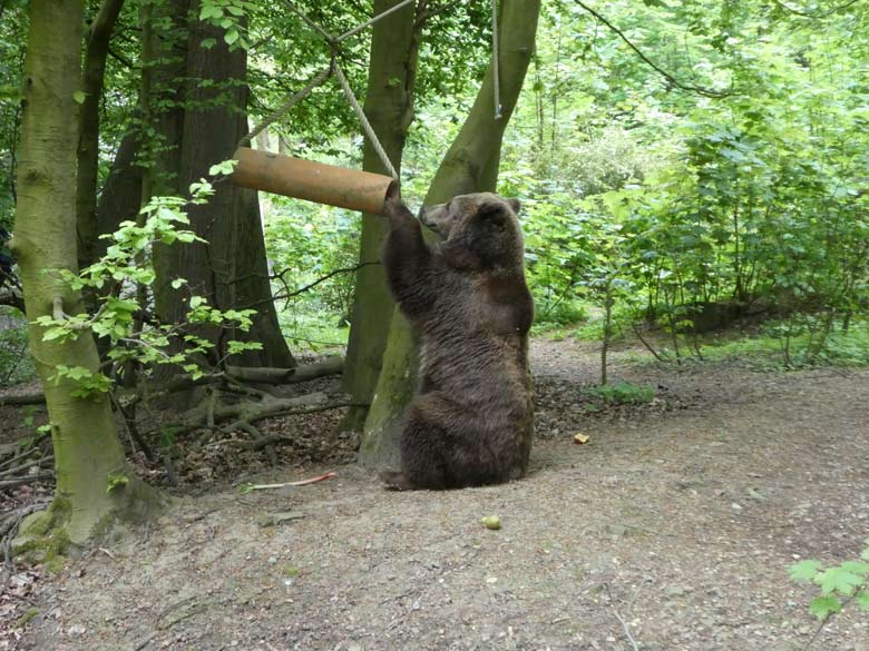 Braunbärin SIDDY am 28. April 2018 auf der Außenanlage im Zoo Wuppertal