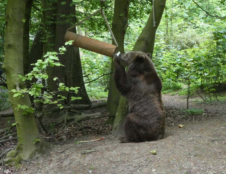 Braunbärin SIDDY am 28. April 2018 auf der Außenanlage im Wuppertaler Zoo