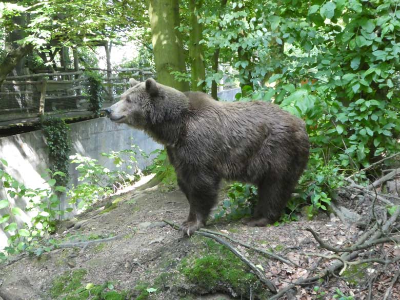 Braunbärin SIDDY am 30. Mai 2018 auf der Außenanlage im Grünen Zoo Wuppertal