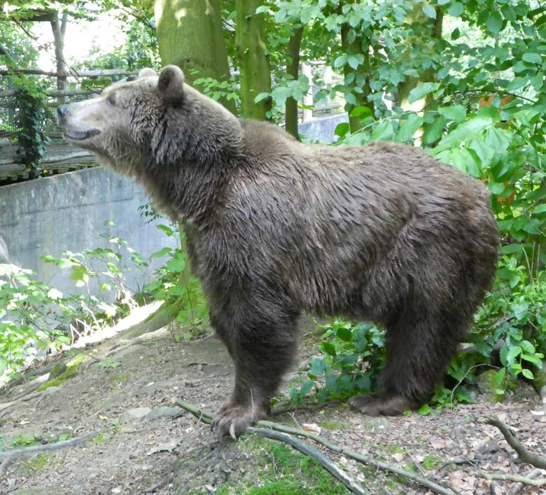 Braunbärin SIDDY am 30. Mai 2018 auf der Außenanlage im Zoo Wuppertal