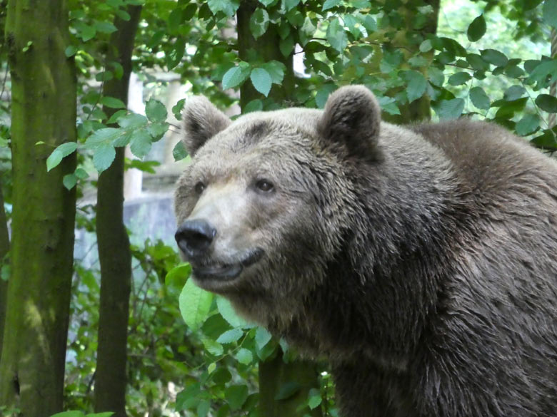 Braunbärin SIDDY am 30. Mai 2018 auf der Außenanlage im Wuppertaler Zoo