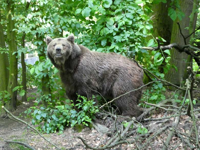 Braunbärin SIDDY am 30. Mai 2018 auf der Außenanlage im Zoologischen Garten Wuppertal