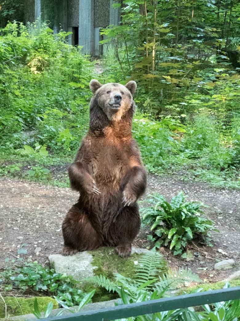 Braunbärin SIDDY am 9. Juni 2018 auf der Außenanlage im Zoo Wuppertal