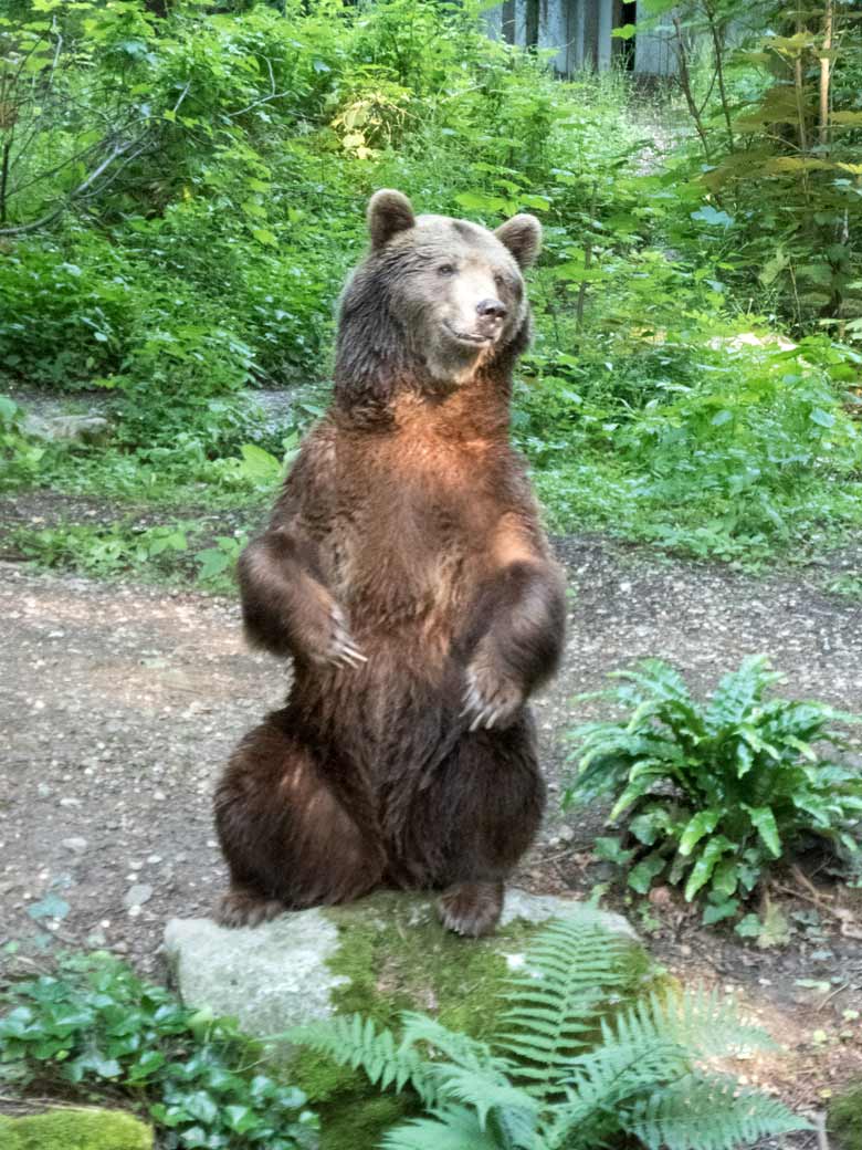 Braunbärin SIDDY am 9. Juni 2018 auf der Außenanlage im Zoologischen Garten Wuppertal