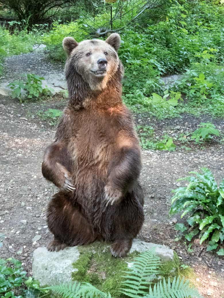 Braunbärin SIDDY am 9. Juni 2018 auf der Außenanlage im Wuppertaler Zoo