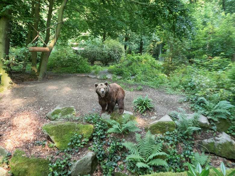 Braunbärin SIDDY am 9. Juni 2018 auf der Außenanlage im Grünen Zoo Wuppertal