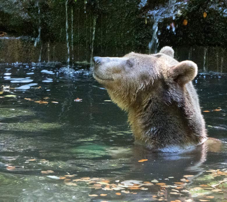 Braunbärin SIDDY am 5. August 2018 im Wasser der Braunbärenanlage im Grünen Zoo Wuppertal
