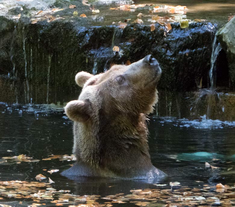 Braunbärin SIDDY am 5. August 2018 im Wasser der Braunbärenanlage im Wuppertaler Zoo