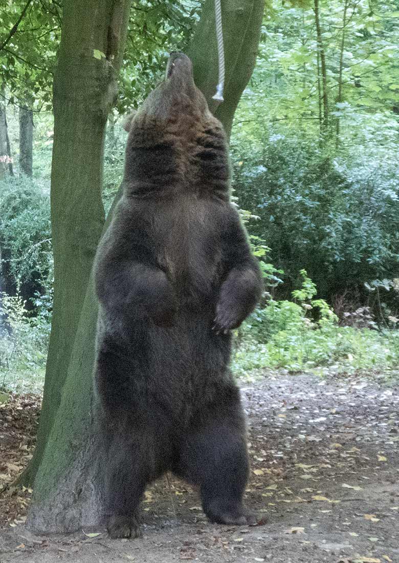 Braunbärin SIDDY am 29. September 2018 auf der Außenanlage im Zoo Wuppertal