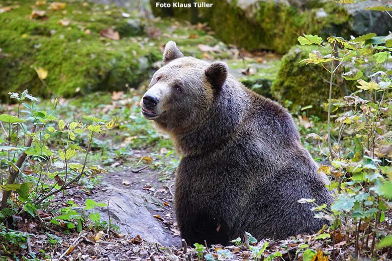 Braunbärin SIDDY am 10. Oktober 2018 auf der Außenanlage im Grünen Zoo Wuppertal (Foto Klaus Tüller)