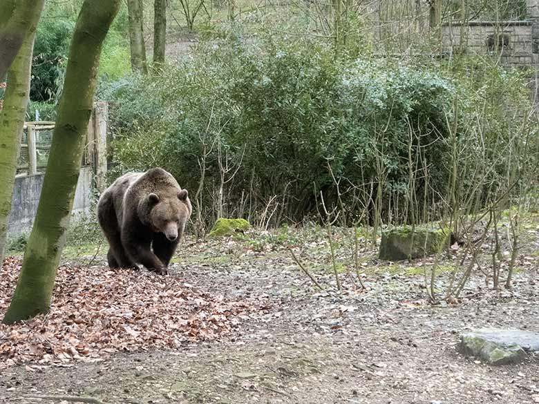 Braunbärin SIDDY am 22. Februar 2019 auf der Außenanlage im Grünen Zoo Wuppertal