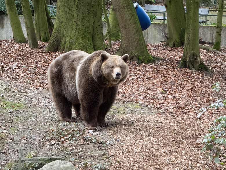 Braunbärin SIDDY am 22. Februar 2019 auf der Außenanlage im Zoo Wuppertal