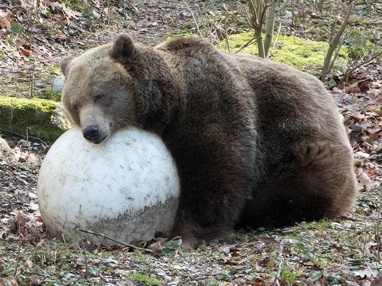 Braunbärin SIDDY am 23. Februar 2019 auf der Außenanlage im Zoologischen Garten Wuppertal