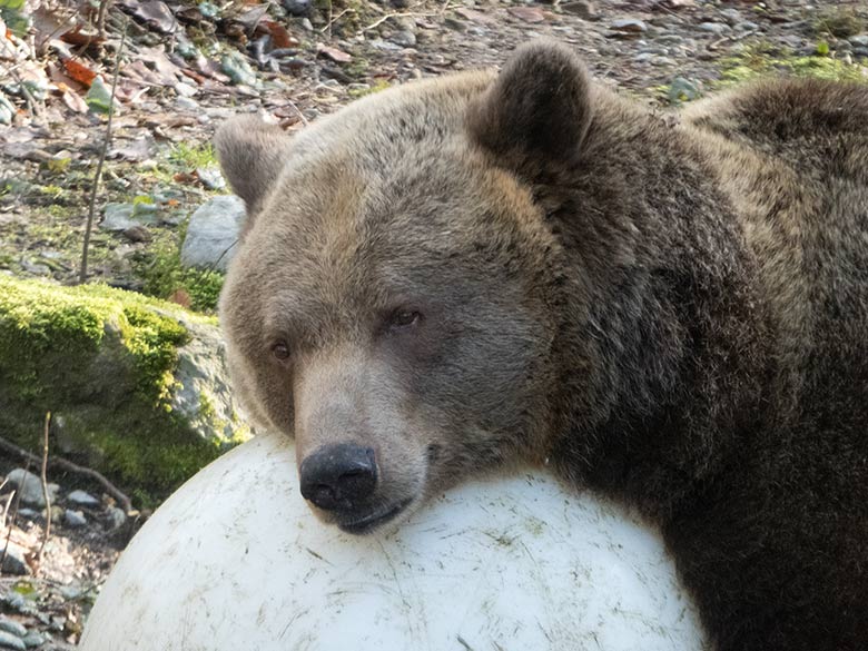 Braunbärin SIDDY am 23. Februar 2019 auf der Außenanlage im Grünen Zoo Wuppertal