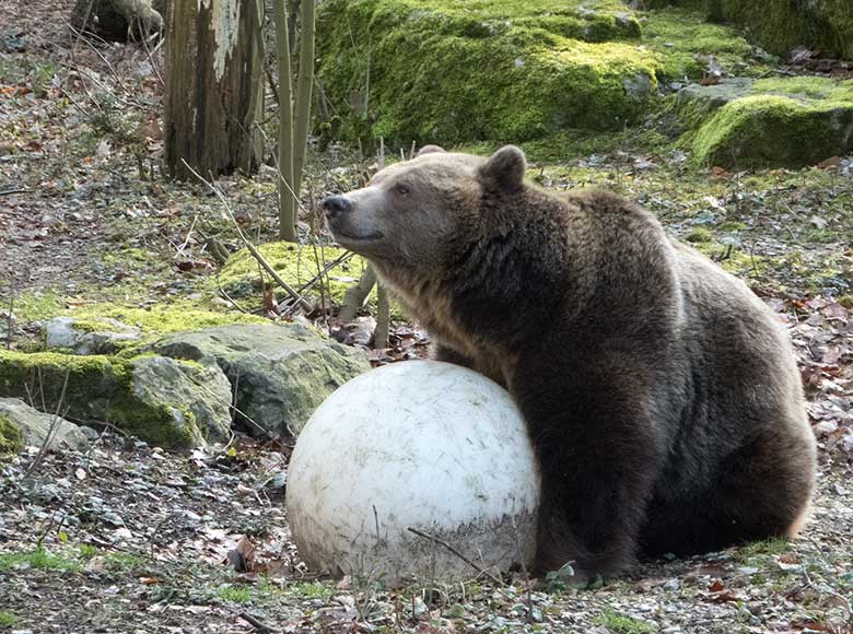 Braunbärin SIDDY am 23. Februar 2019 auf der Außenanlage im Zoo Wuppertal