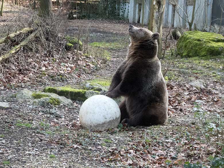 Braunbärin SIDDY am 23. Februar 2019 auf der Außenanlage im Wuppertaler Zoo