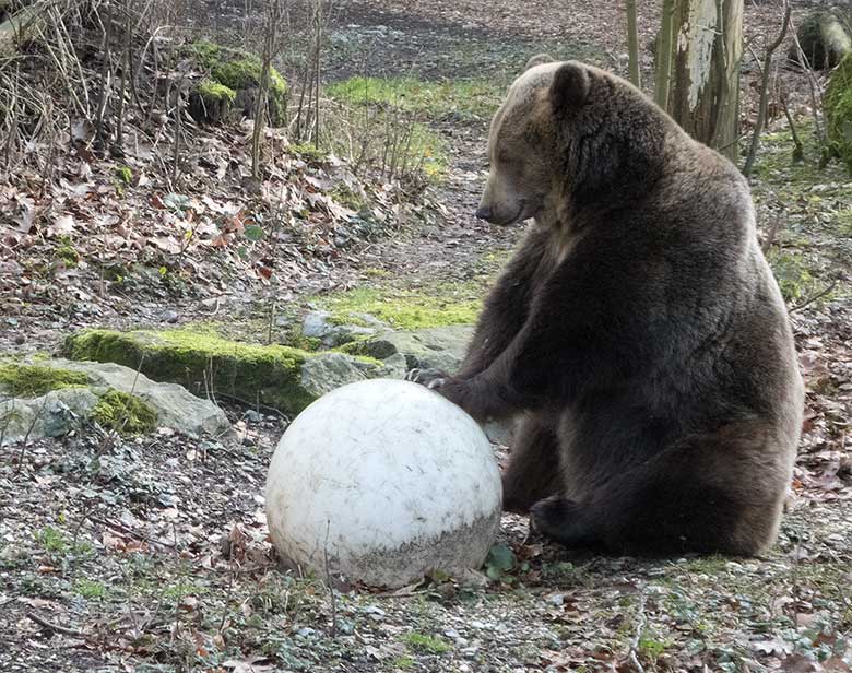 Braunbärin SIDDY am 23. Februar 2019 auf der Außenanlage im Zoologischen Garten der Stadt Wuppertal